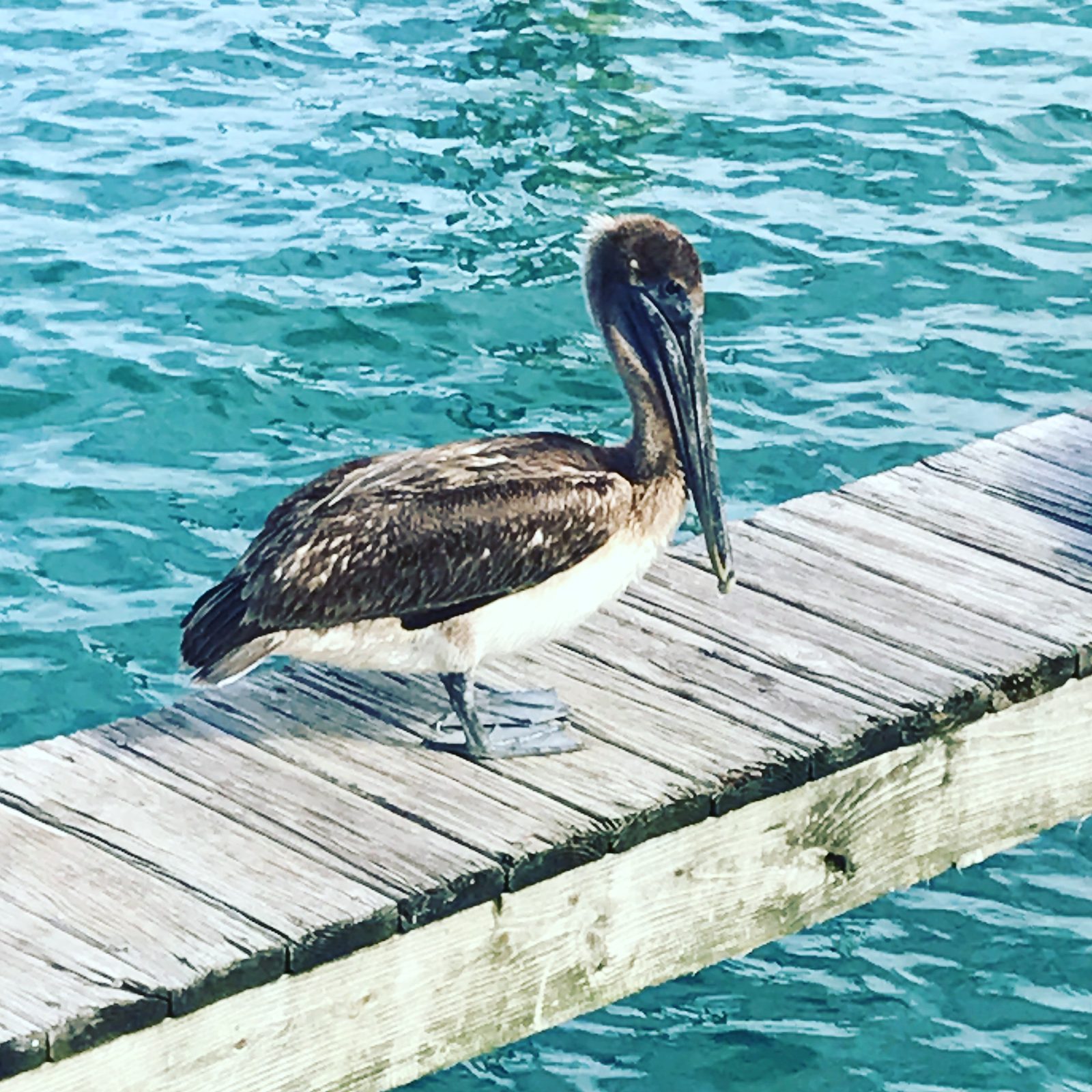 Pros and Cons of Living in Jupiter, Florida